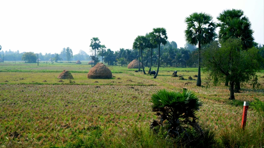 a bunch of round hay bales in an open field