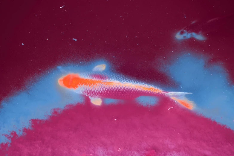 a fish painted in pink and orange on a red background