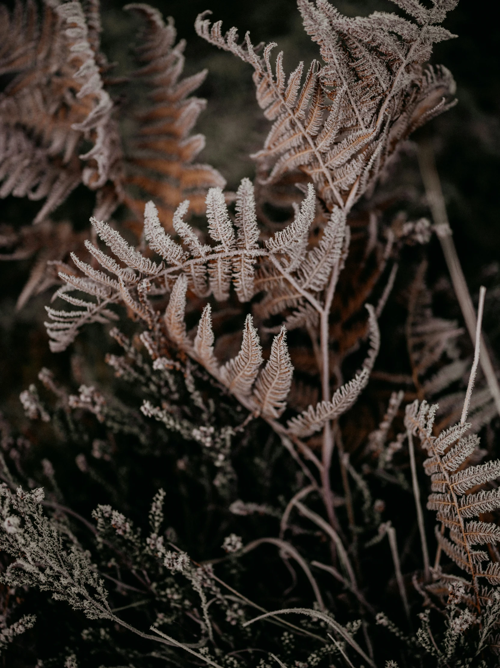 a close - up of the leaves of a fern