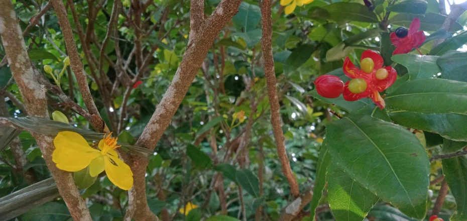 a tree with some flowers growing from it