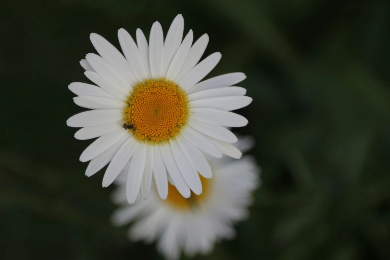 two white and yellow flowers with a dark background