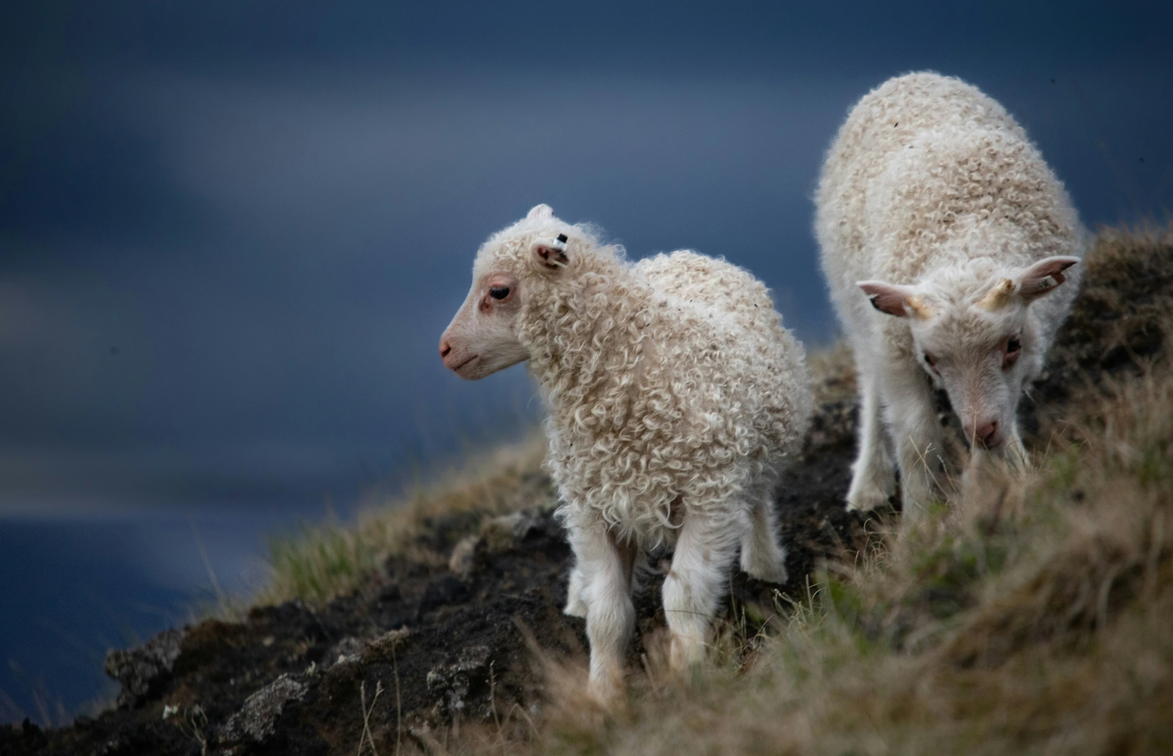 two white sheep are looking for food while on the hill