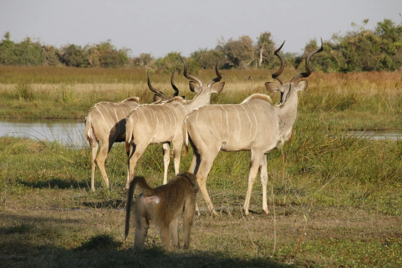 several animals standing in the grass next to a body of water