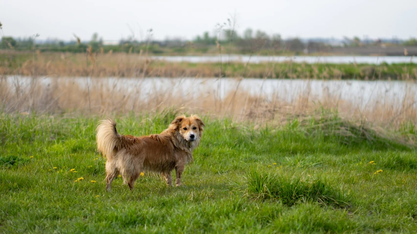 a dog standing in the grass beside a lake