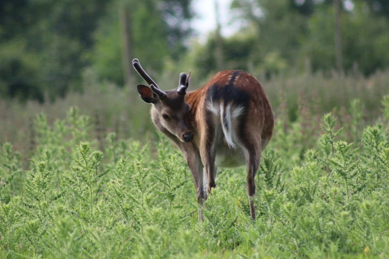 deer that is standing in the grass