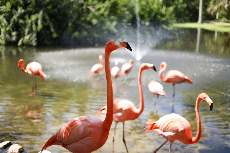 a flock of flamingos are sitting in the water