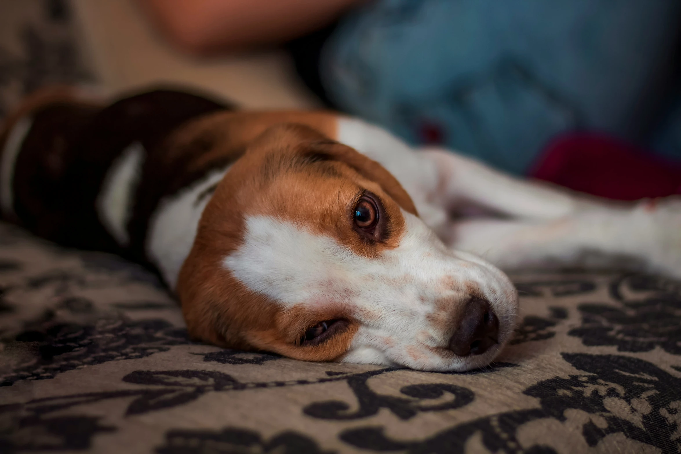 a brown and white dog laying on a bed with a person laying behind it