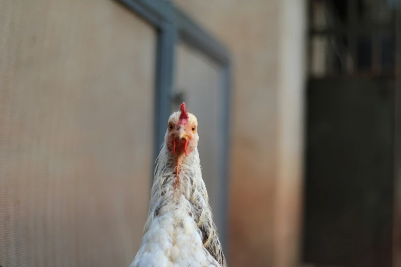 a close - up of a bird on the ground with a blurry background