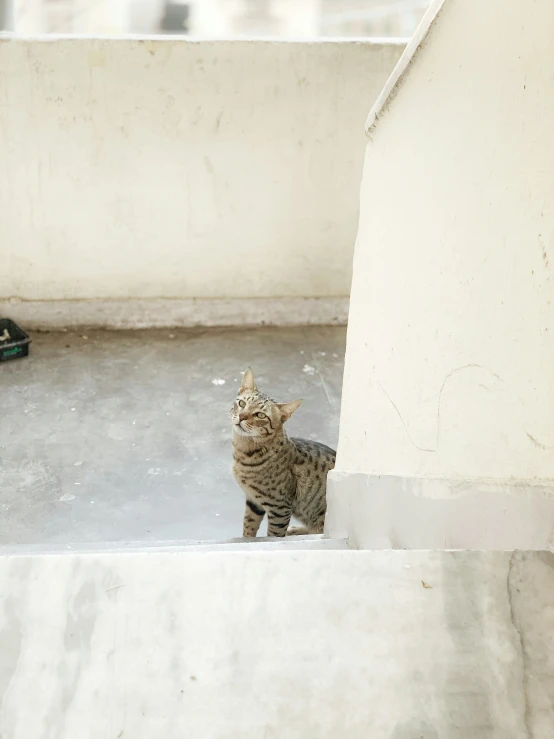 a cat standing on the concrete floor looking up