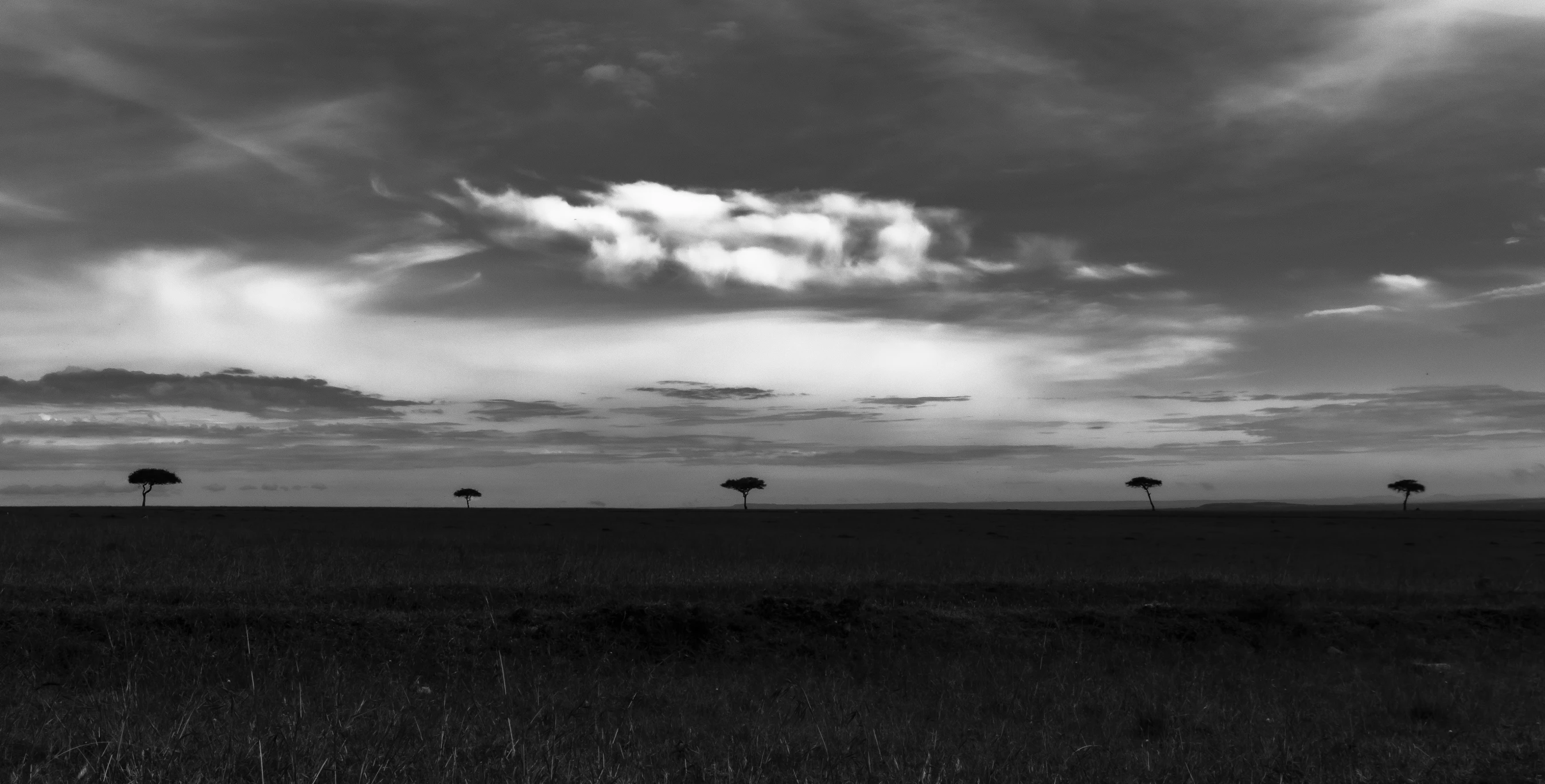 three trees are seen in the distance behind some grass