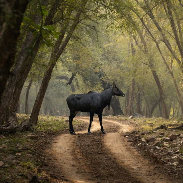 black cow standing on road with trees and dirt