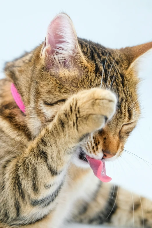 a cat playing with a toothbrush on white background