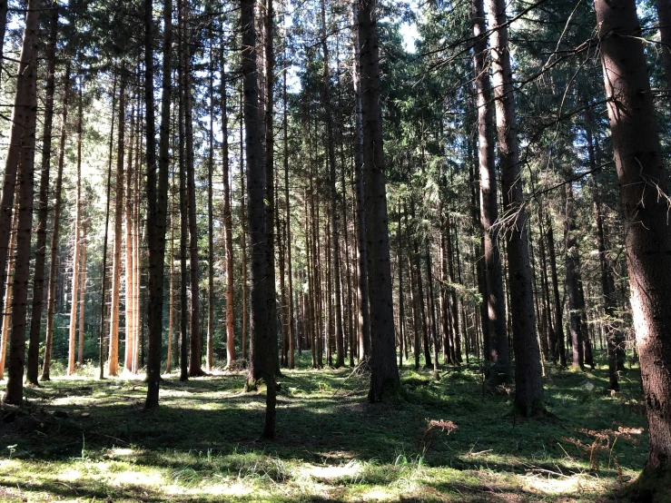 a forest full of tall trees with light coming through the tops