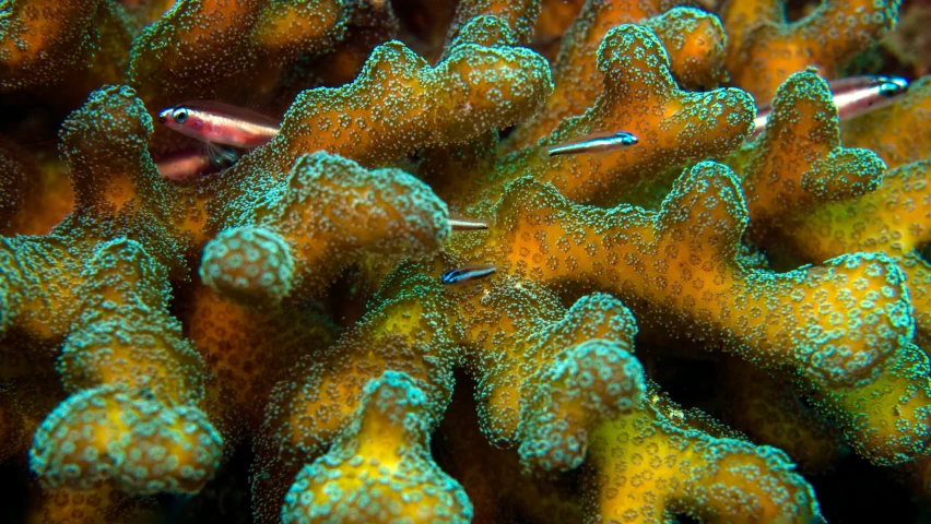 a fish swimming next to a small group of green sponges