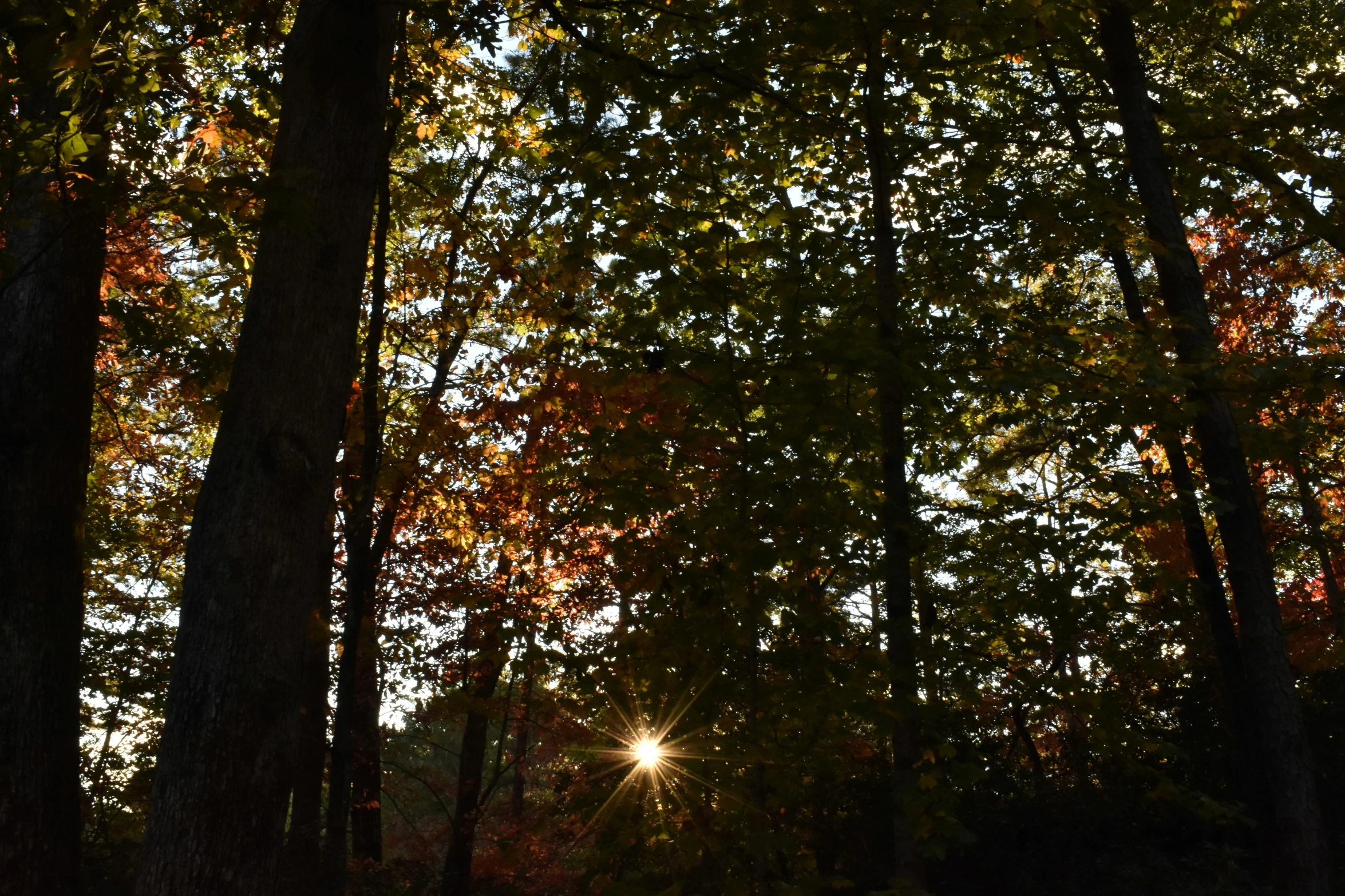 the sun peeking through the trees at dusk