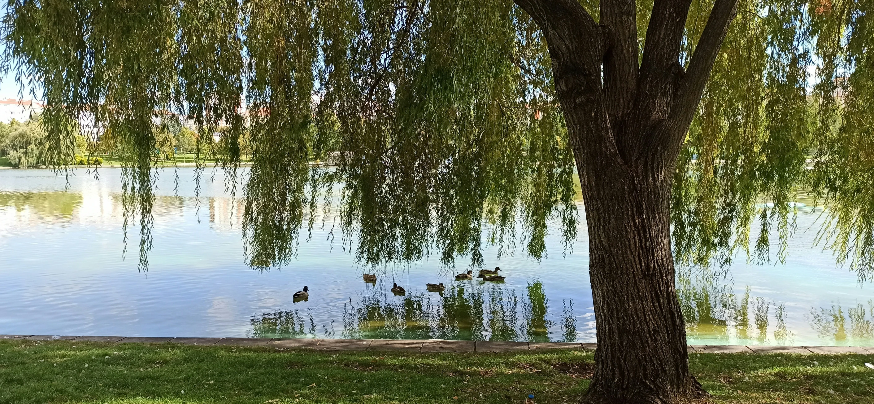 the duck is swimming by the tree on the water