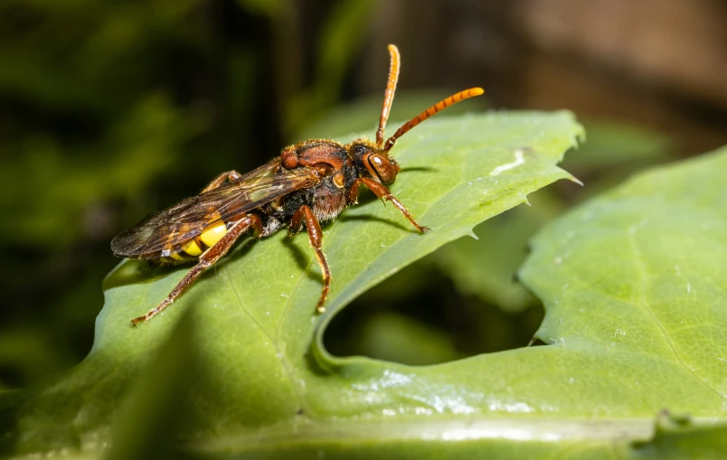 a bug sits on top of a green leaf