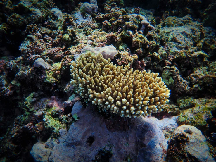 a very pretty orange coral on a rock