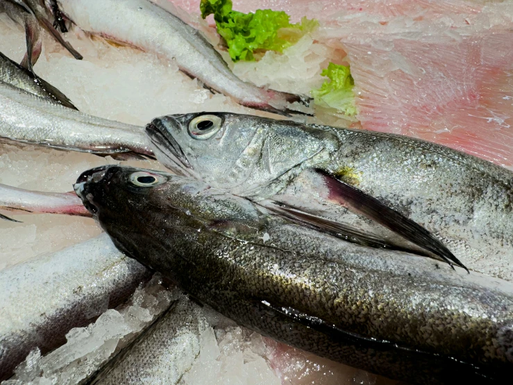 the fish are waiting for their to come out of the water