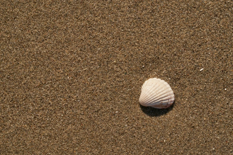 an ocean shell laying in the sand on a beach