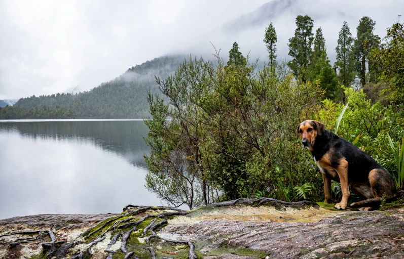 dog on the edge of a cliff overlooking a lake and mountains