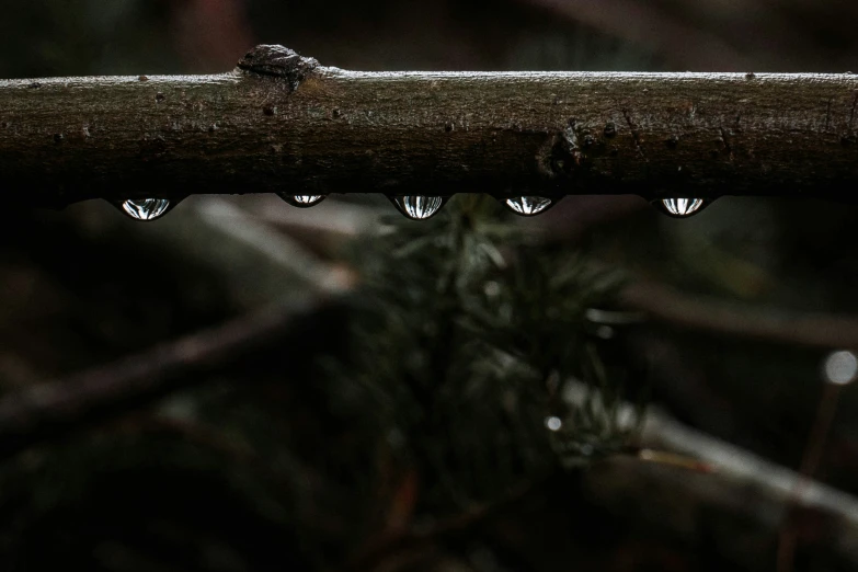 a raindroplet on top of a tree nch