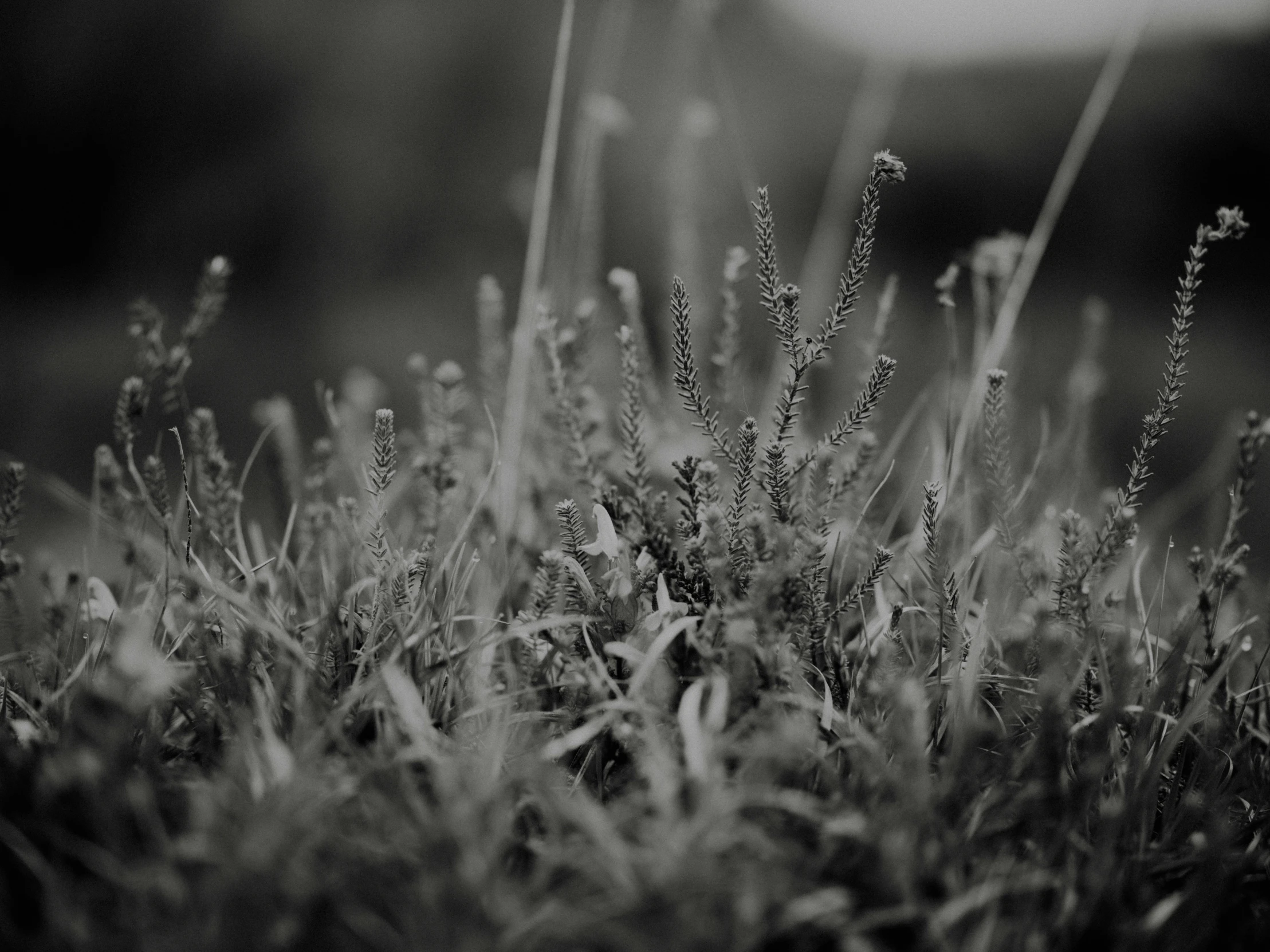 plants that are growing in the grass