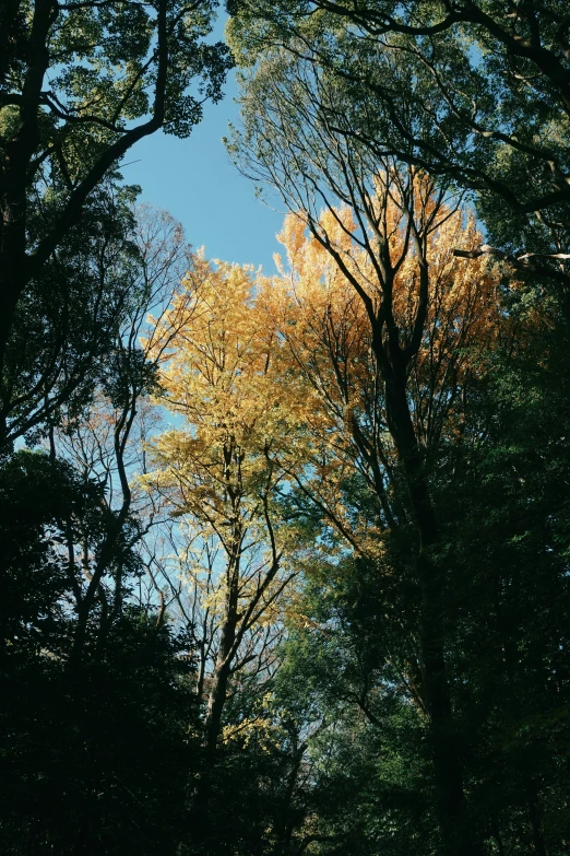 there is a tree in the background, and other trees are in the foreground