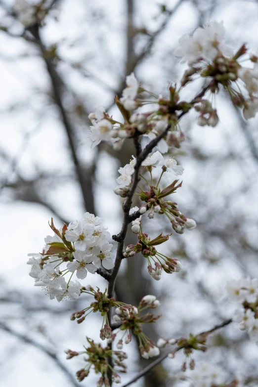 white flowers are blooming from the nches of a tree