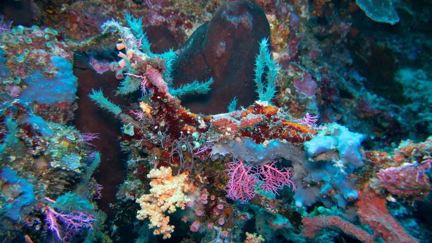 many colorful sea life in the ocean