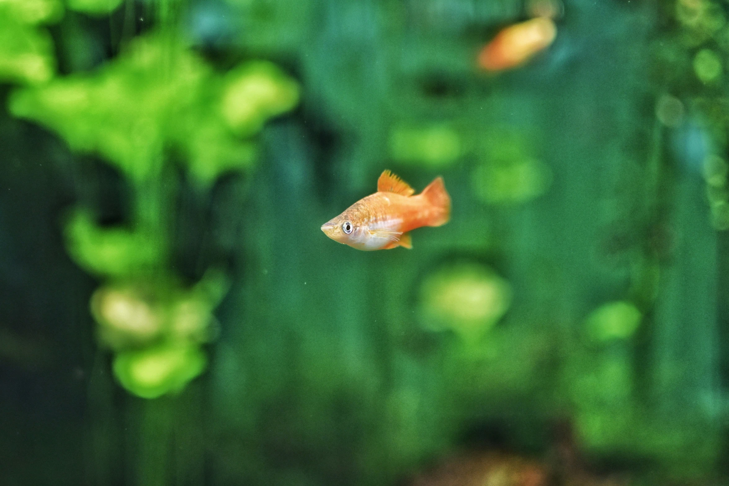 two orange fish in an aquarium with green plants