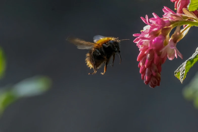 a bee flying away from a pink flower