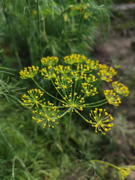 an image of some very pretty flowers in the woods