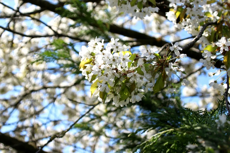 a flowering tree has many white flowers