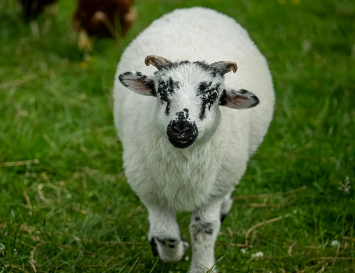 sheep looking back at camera in grassy field with dog