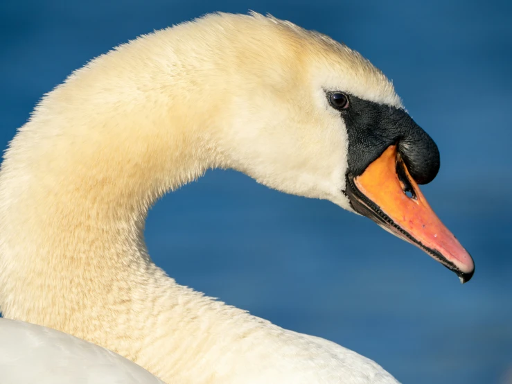 a very large pretty white bird with a yellow beak