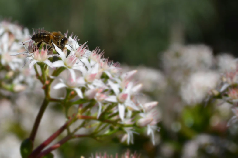 the small bee is resting on the blooming flowers