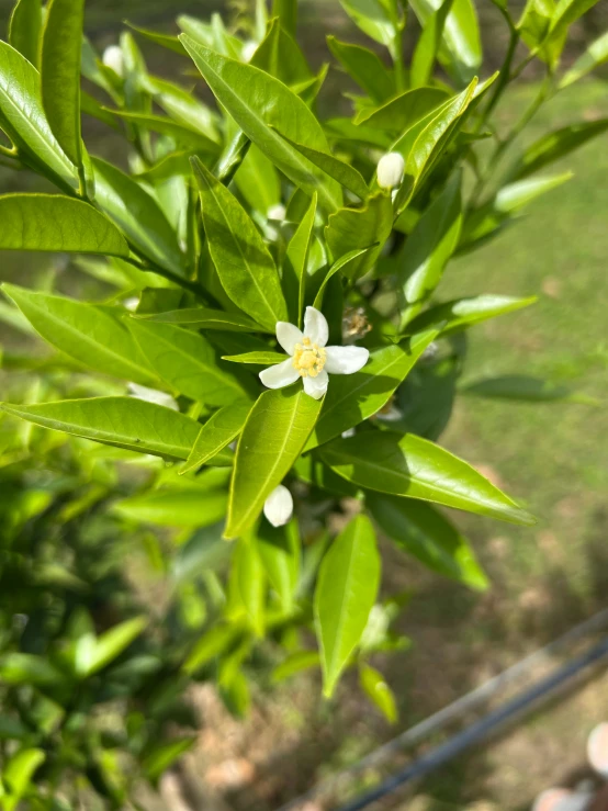 some flowers that are hanging from some green nches