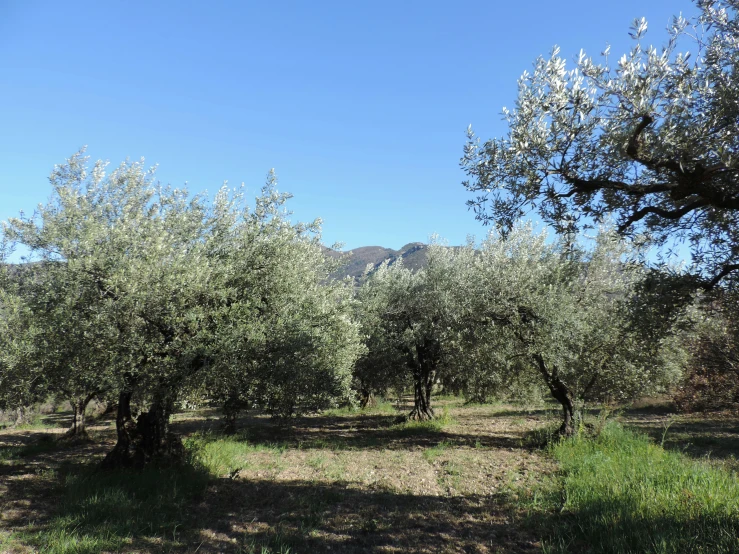 some trees and grass and mountains are in the background