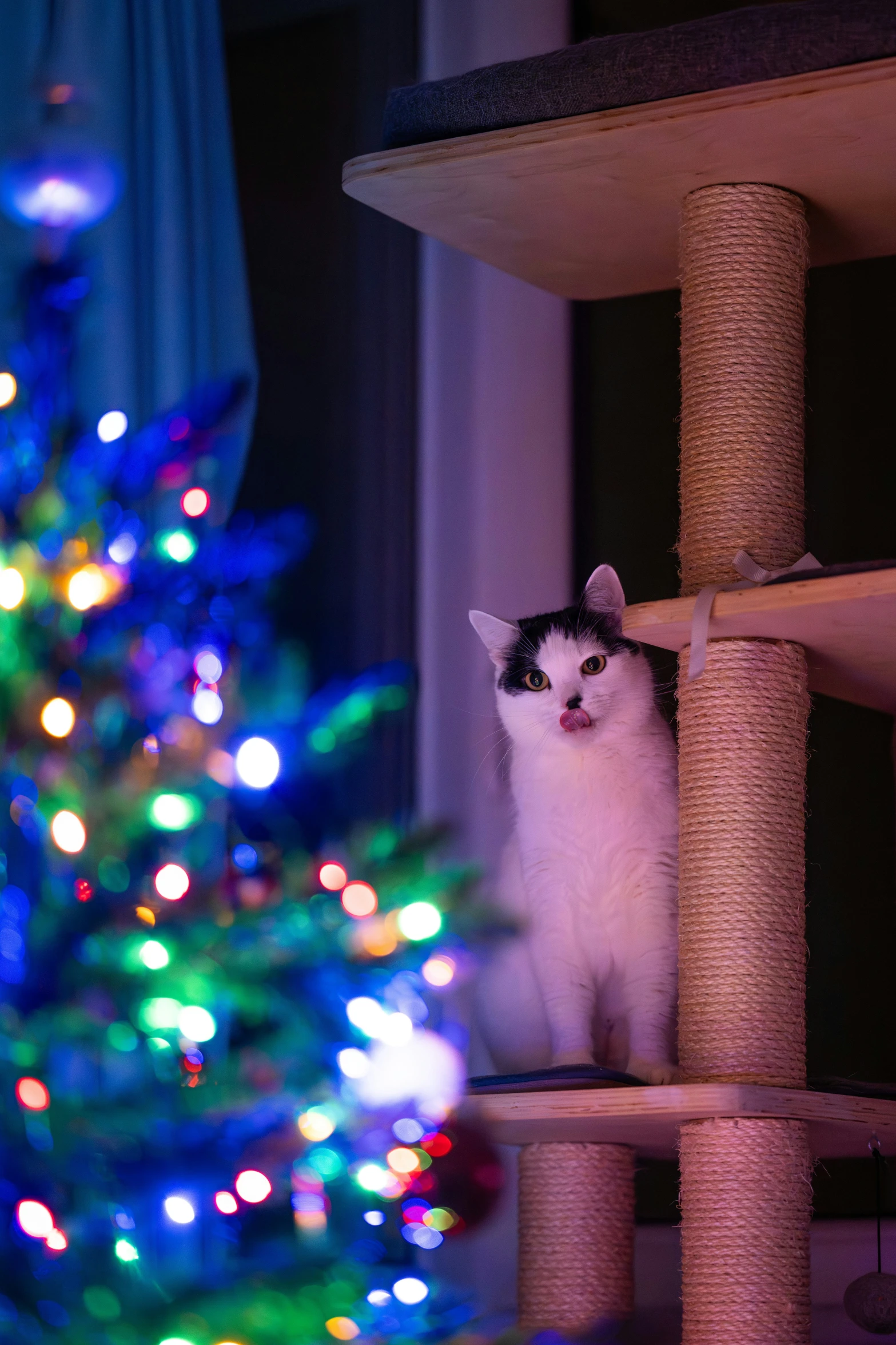 a white cat sits at the top of a tree looking around