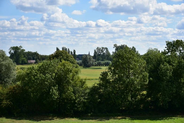 trees surround a grassy area beneath blue sky