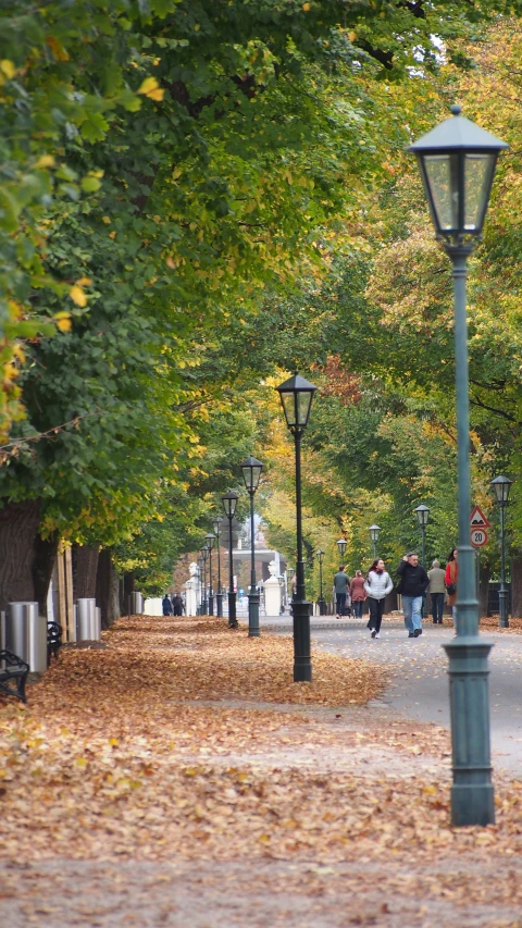 a bunch of trees lining a path with a street lamp