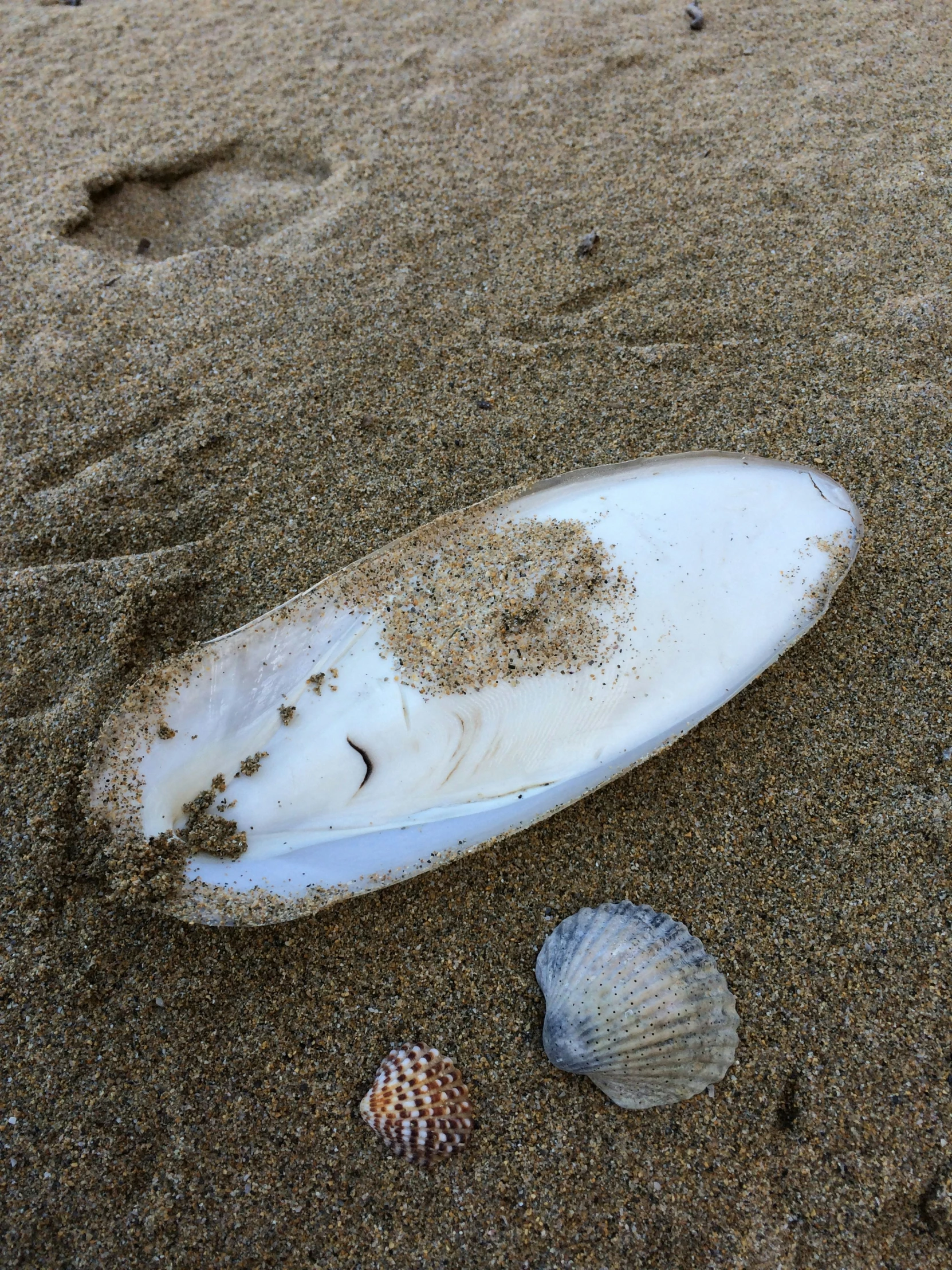a broken surfboard sits on the sand by some seashells
