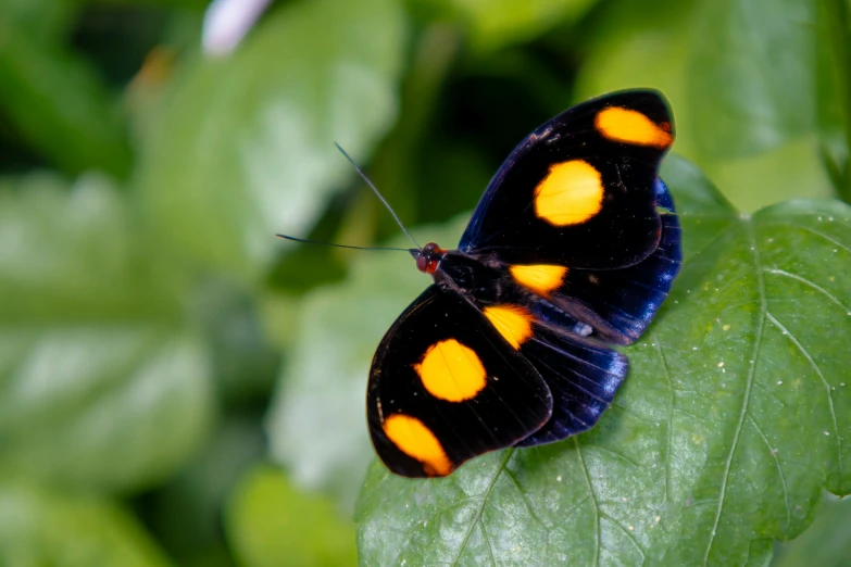 two black and orange erfly standing on top of green leaves