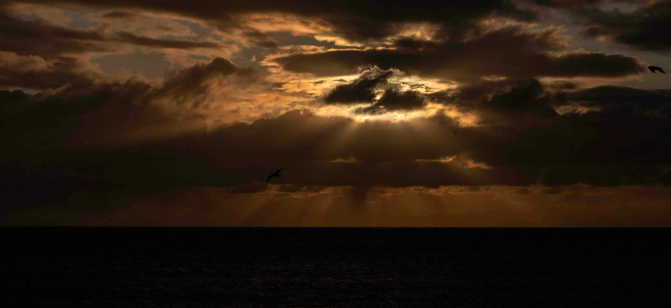 a bird flying by a dark ocean at night