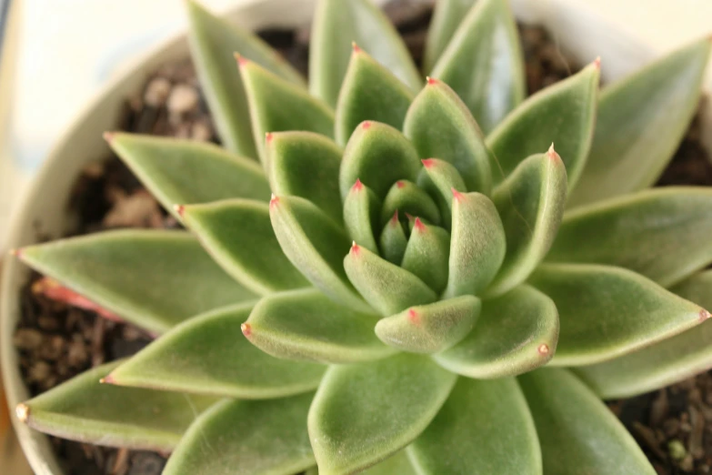 a closeup of a green plant with red spots