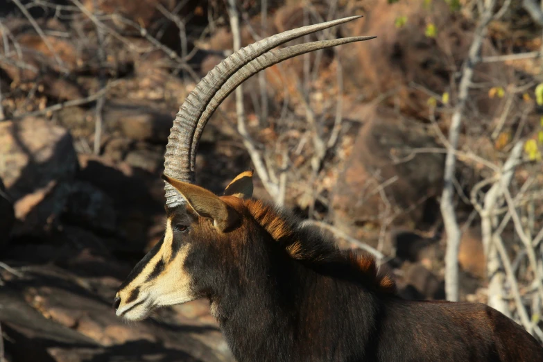 an animal with long horns is standing in front of some rocks