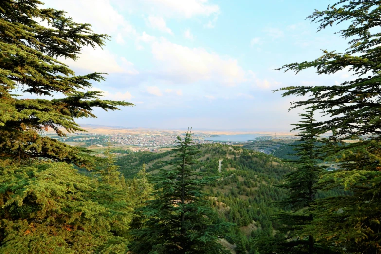 a view through trees to the valley below