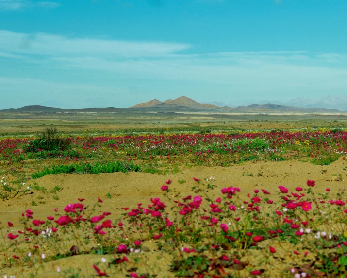 some flowers in the middle of the desert