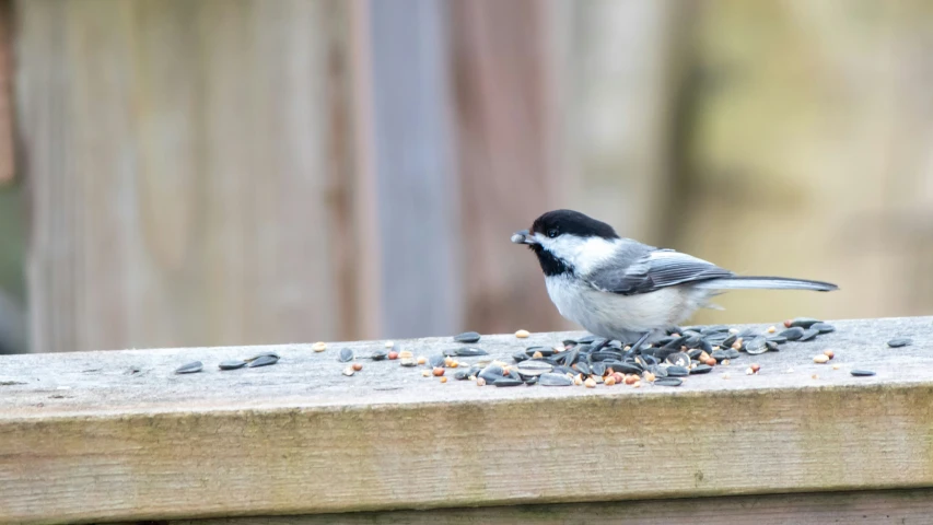 a small bird sitting on a piece of wood